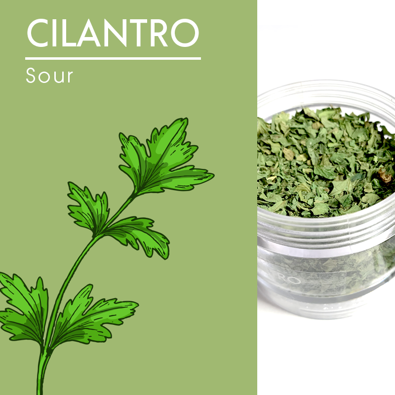 Cilantro