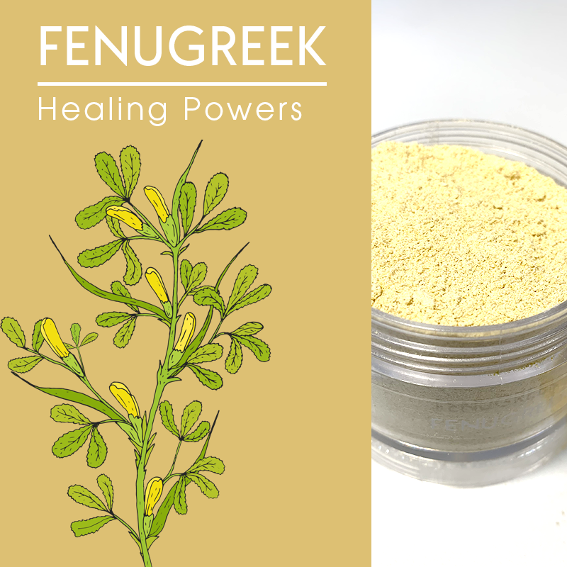 Fenugreek